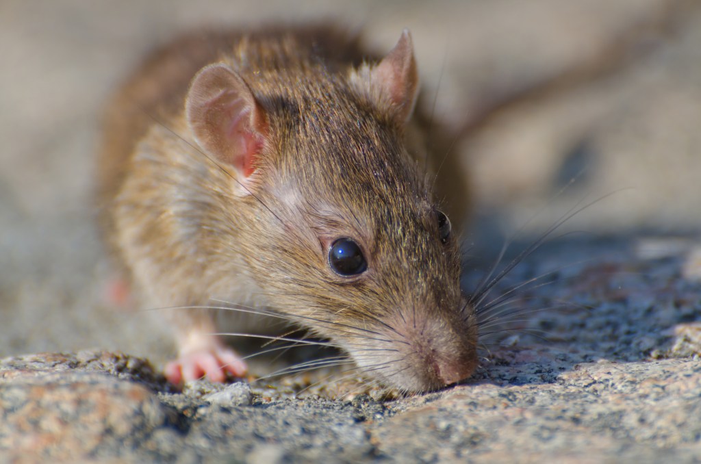 What Makes Professional Rat Removal Worth the Cost?